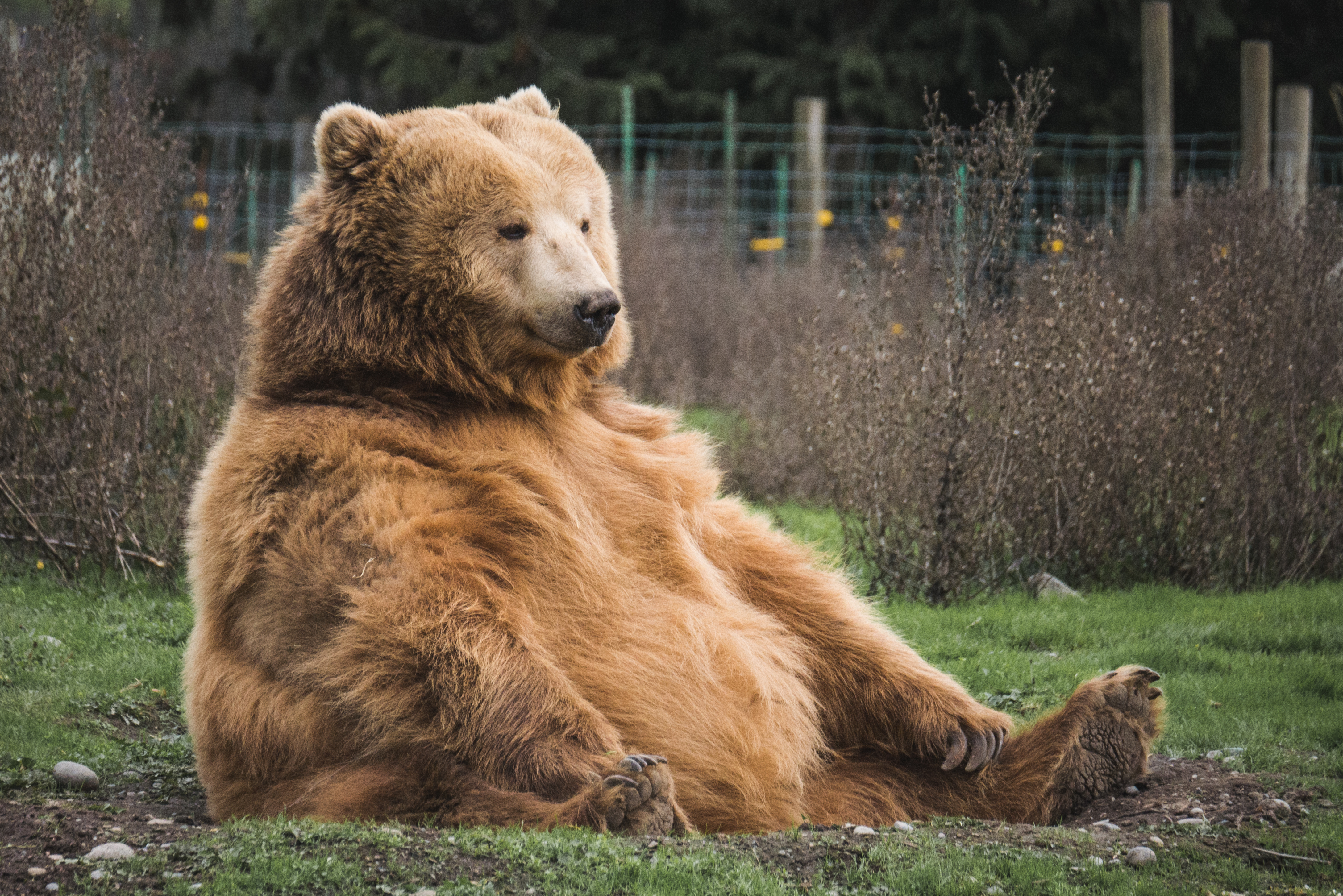Detail Bear Image Nomer 20