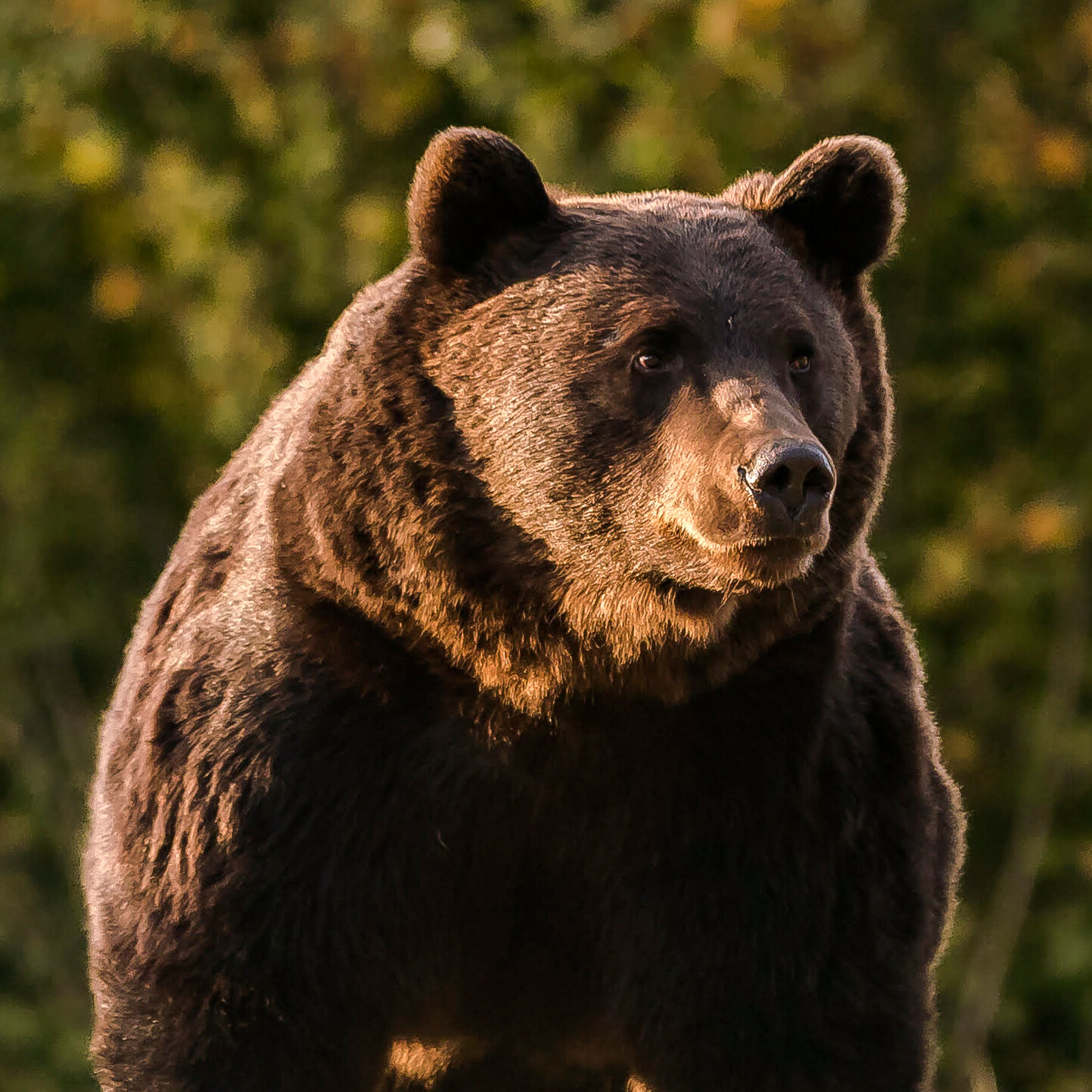 Detail Bear Image Nomer 22