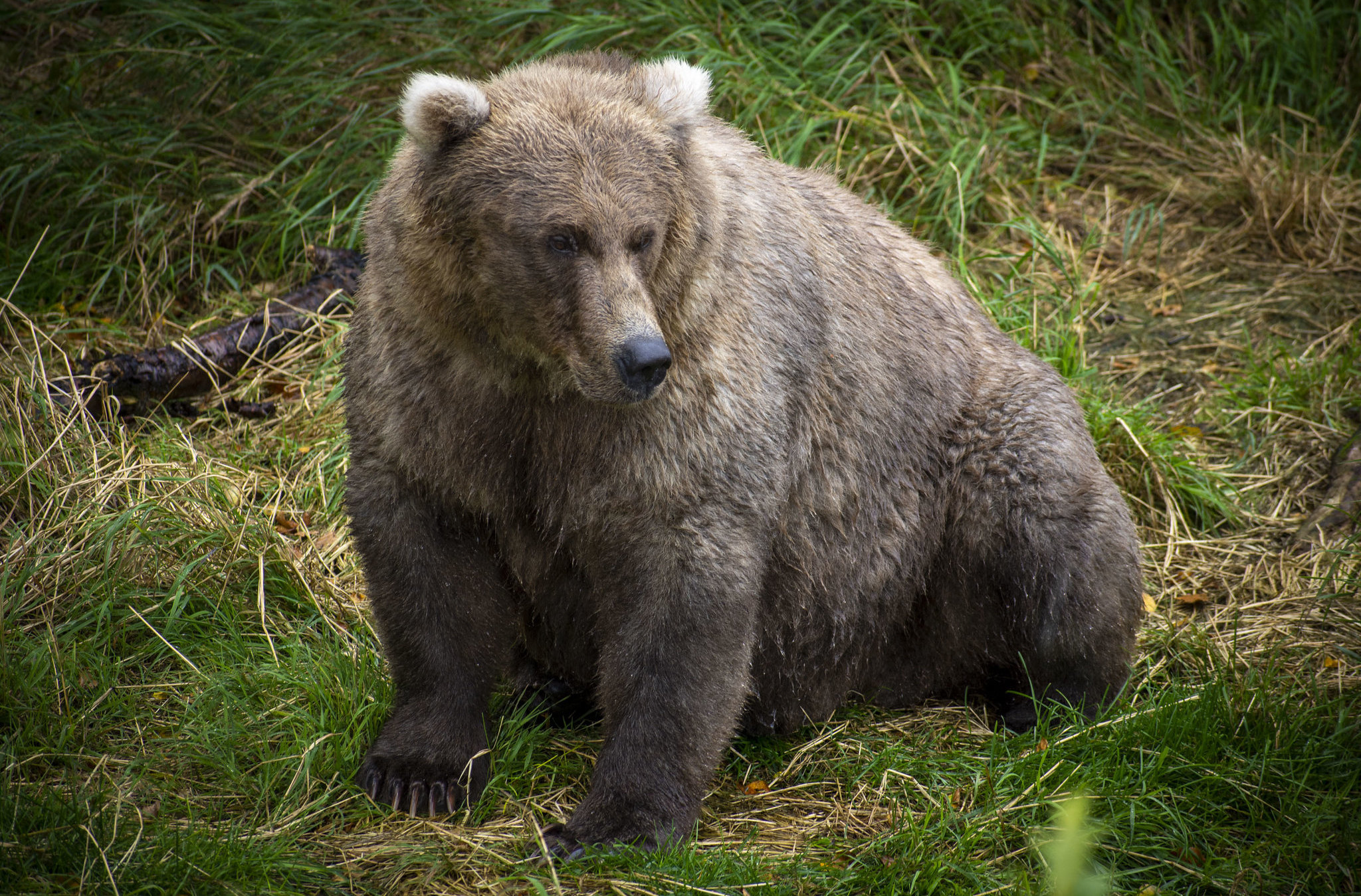 Detail Bear Image Nomer 26