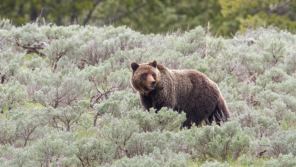 Detail Bear Image Nomer 28