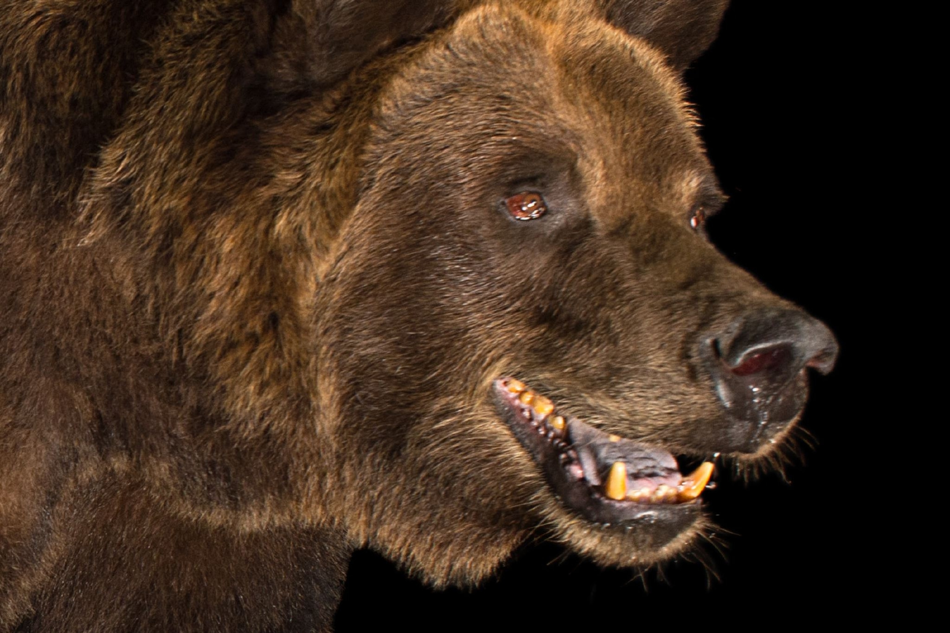 Detail Bear Image Nomer 4