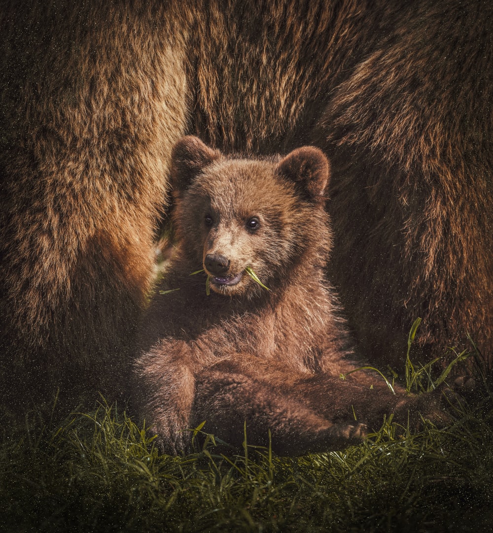 Detail Bear Image Nomer 34