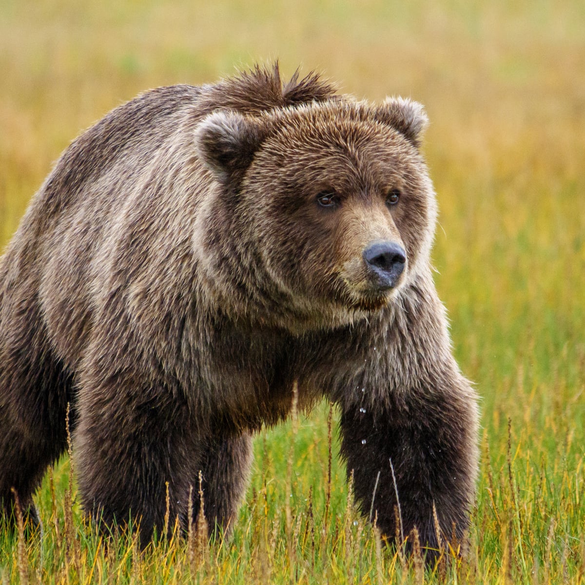 Detail Bear Image Nomer 5
