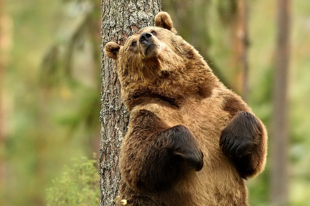 Detail Bear Image Nomer 40