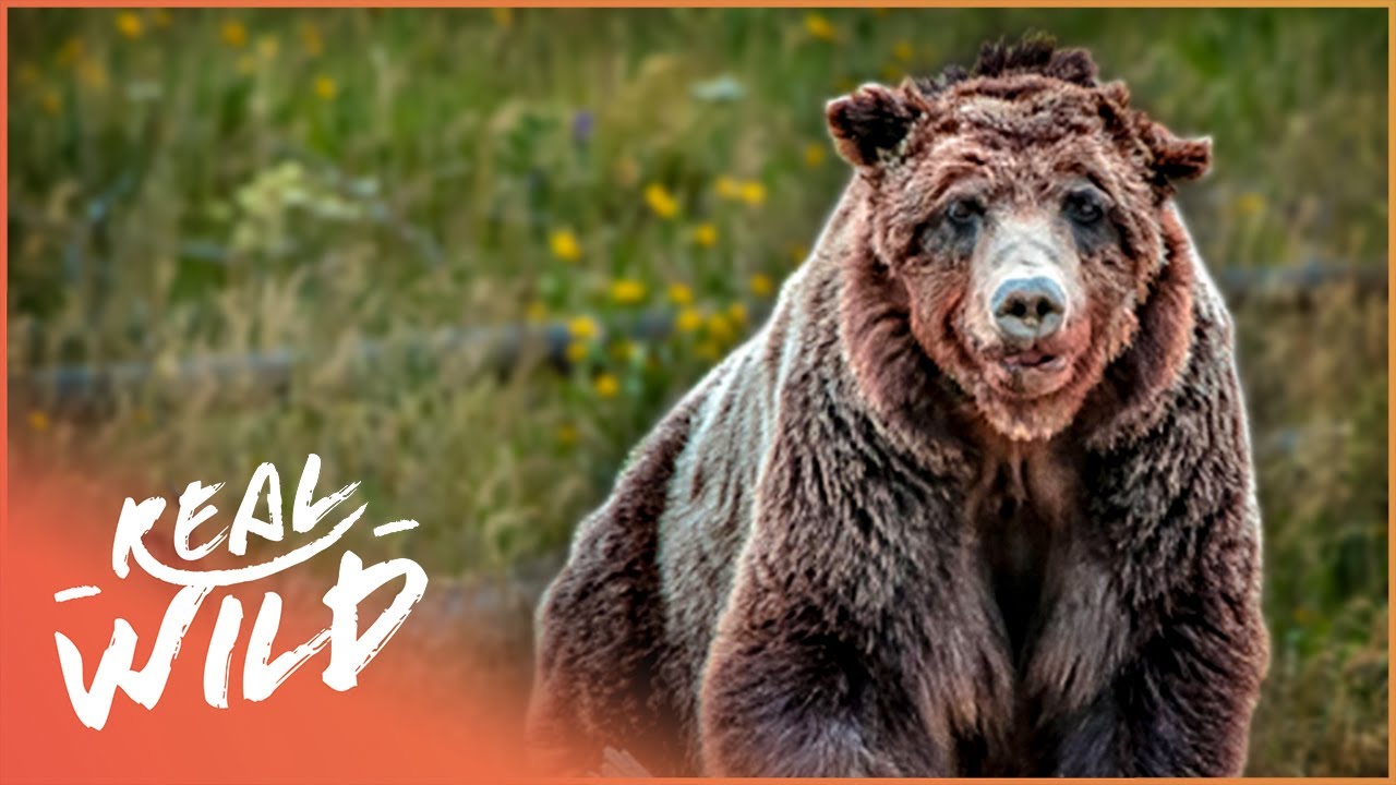 Detail Bear Image Nomer 46