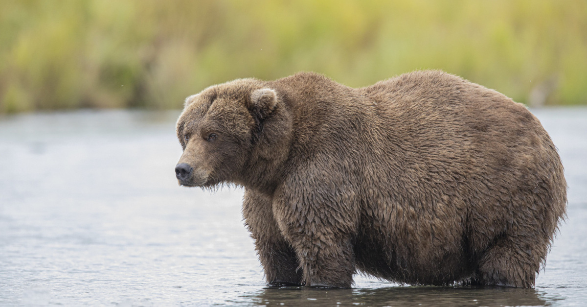 Detail Bear Image Nomer 49