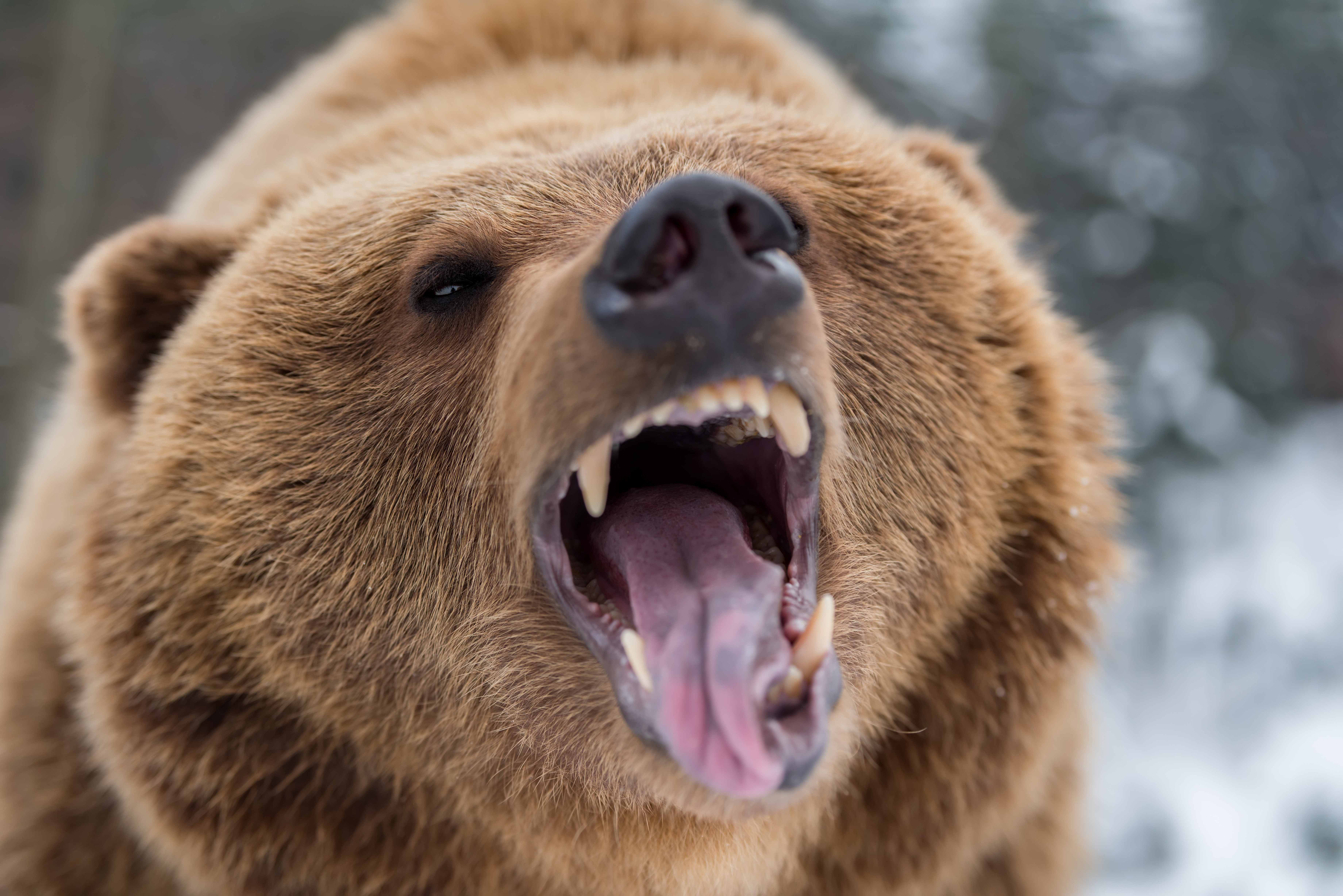 Detail Bear Image Nomer 51