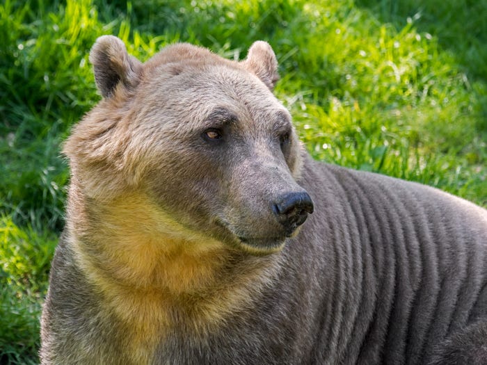 Detail Bear Image Nomer 52