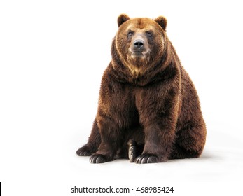 Detail Bear Image Nomer 55
