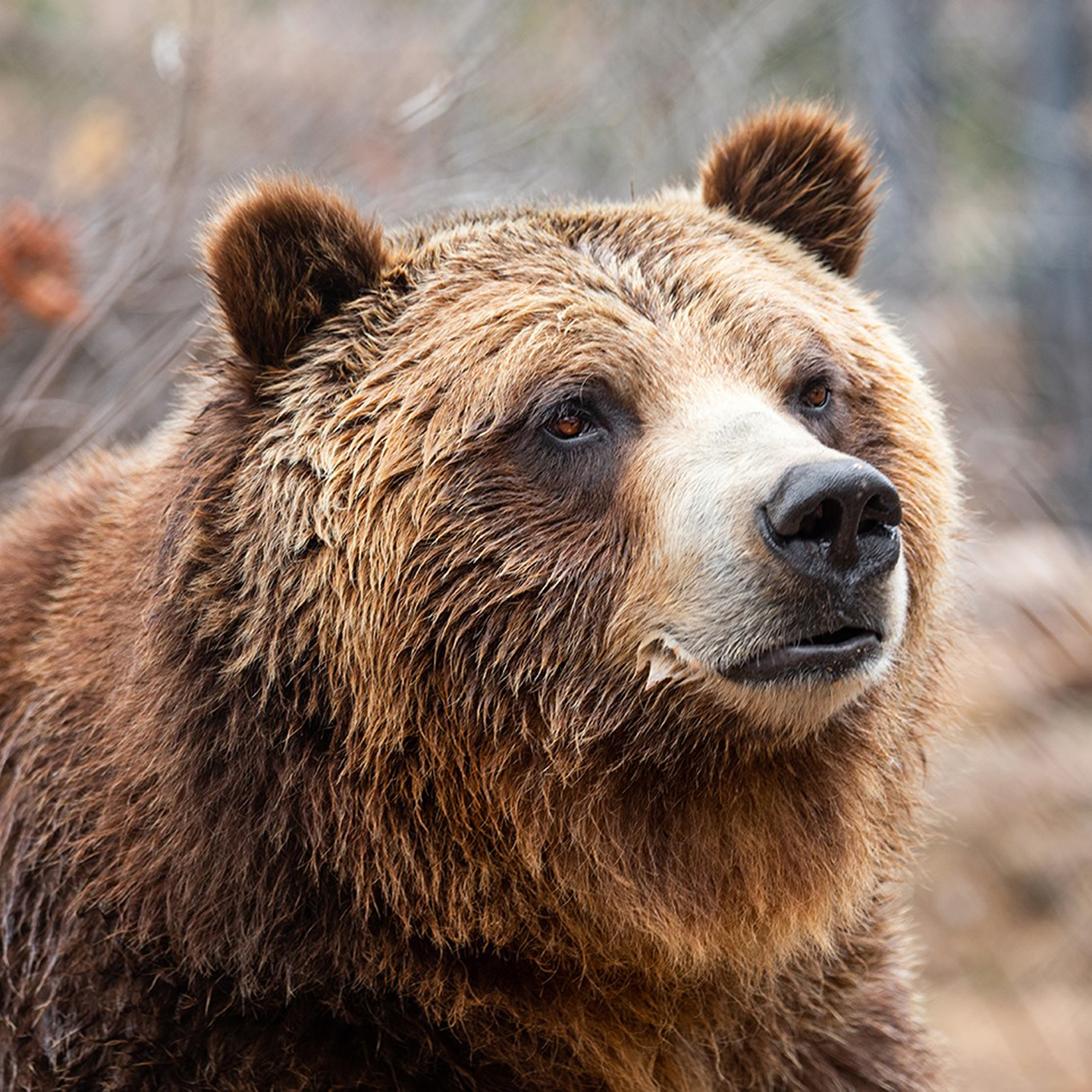 Detail Bear Image Nomer 57