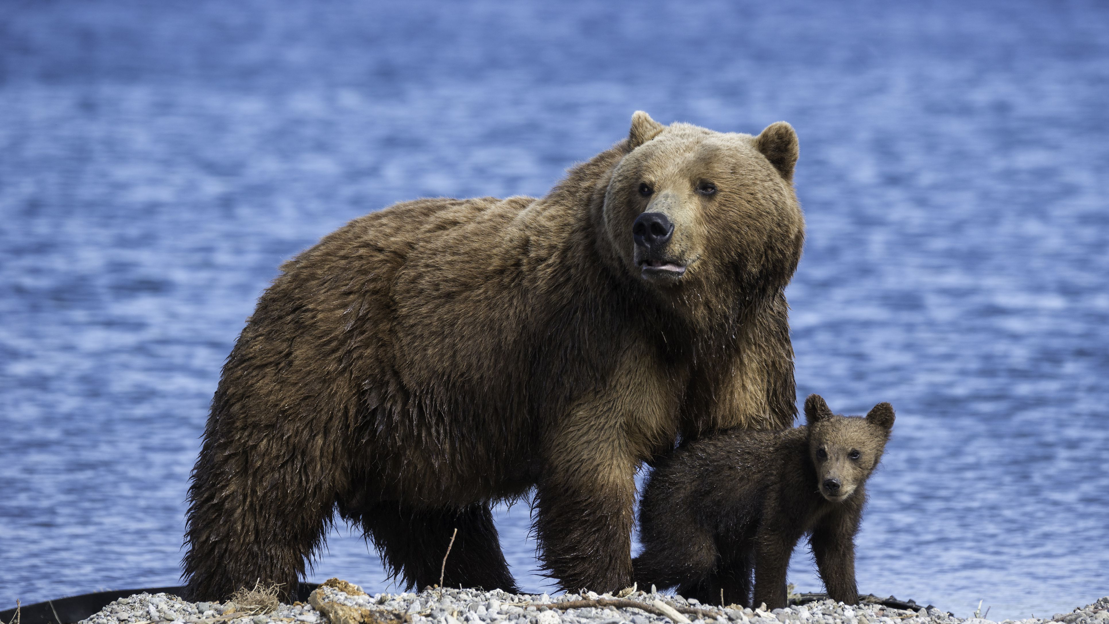 Detail Bear Image Nomer 8