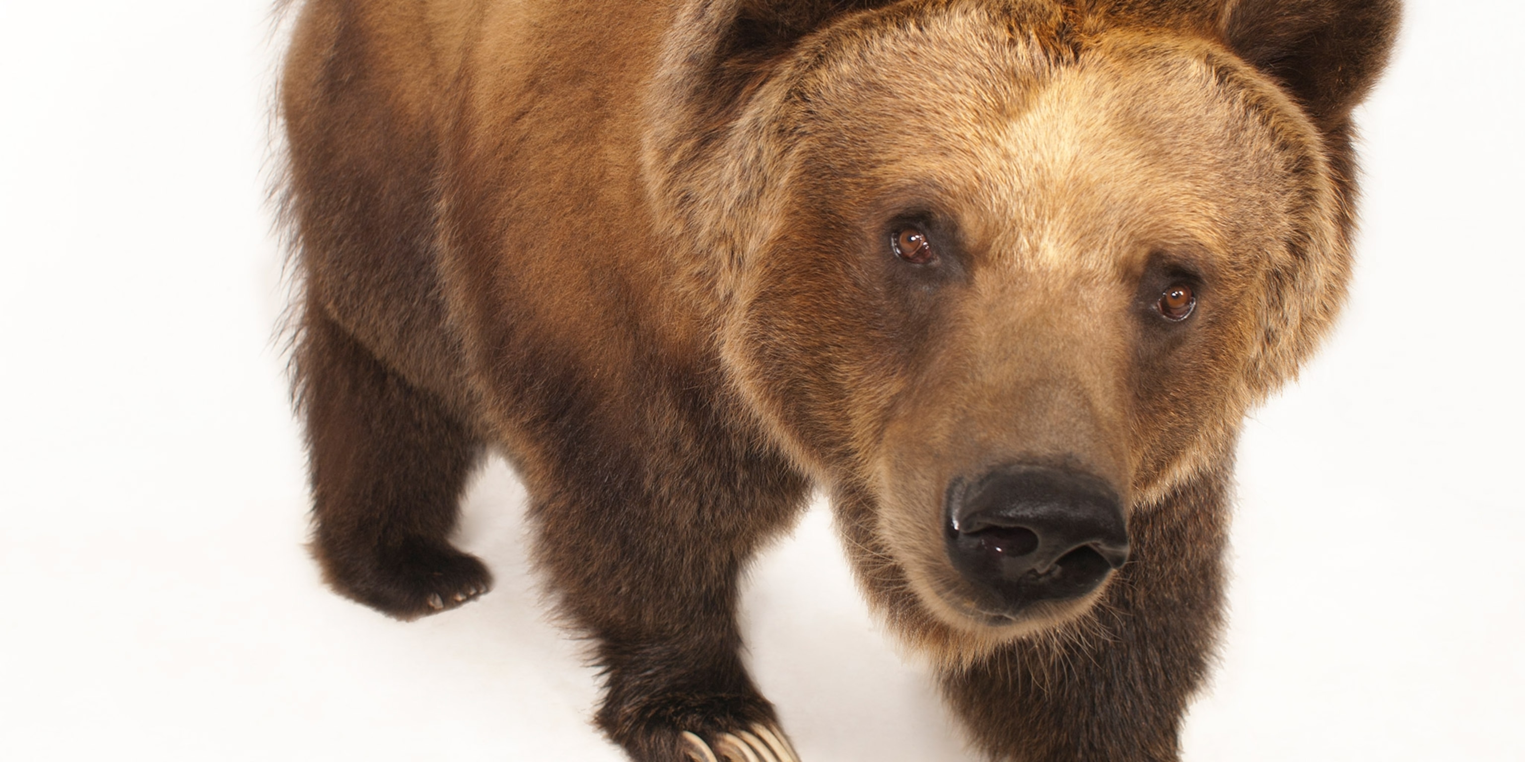 Detail Bear Image Nomer 9