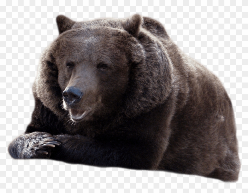 Detail Bear No Background Nomer 20