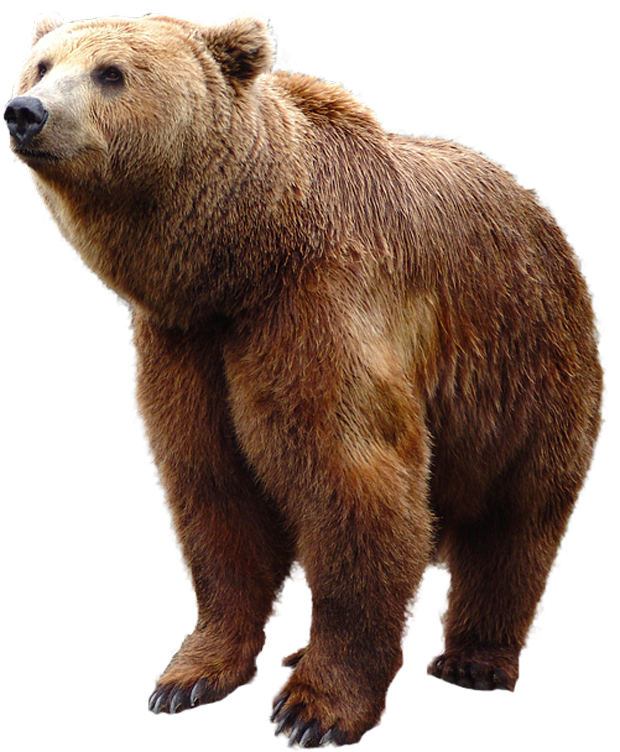 Detail Bear No Background Nomer 24