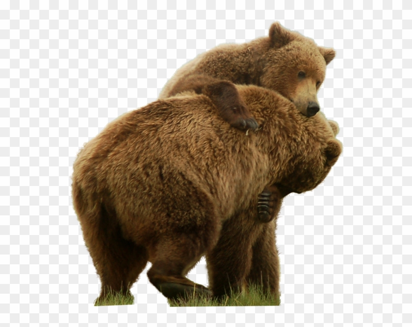 Detail Bear No Background Nomer 30