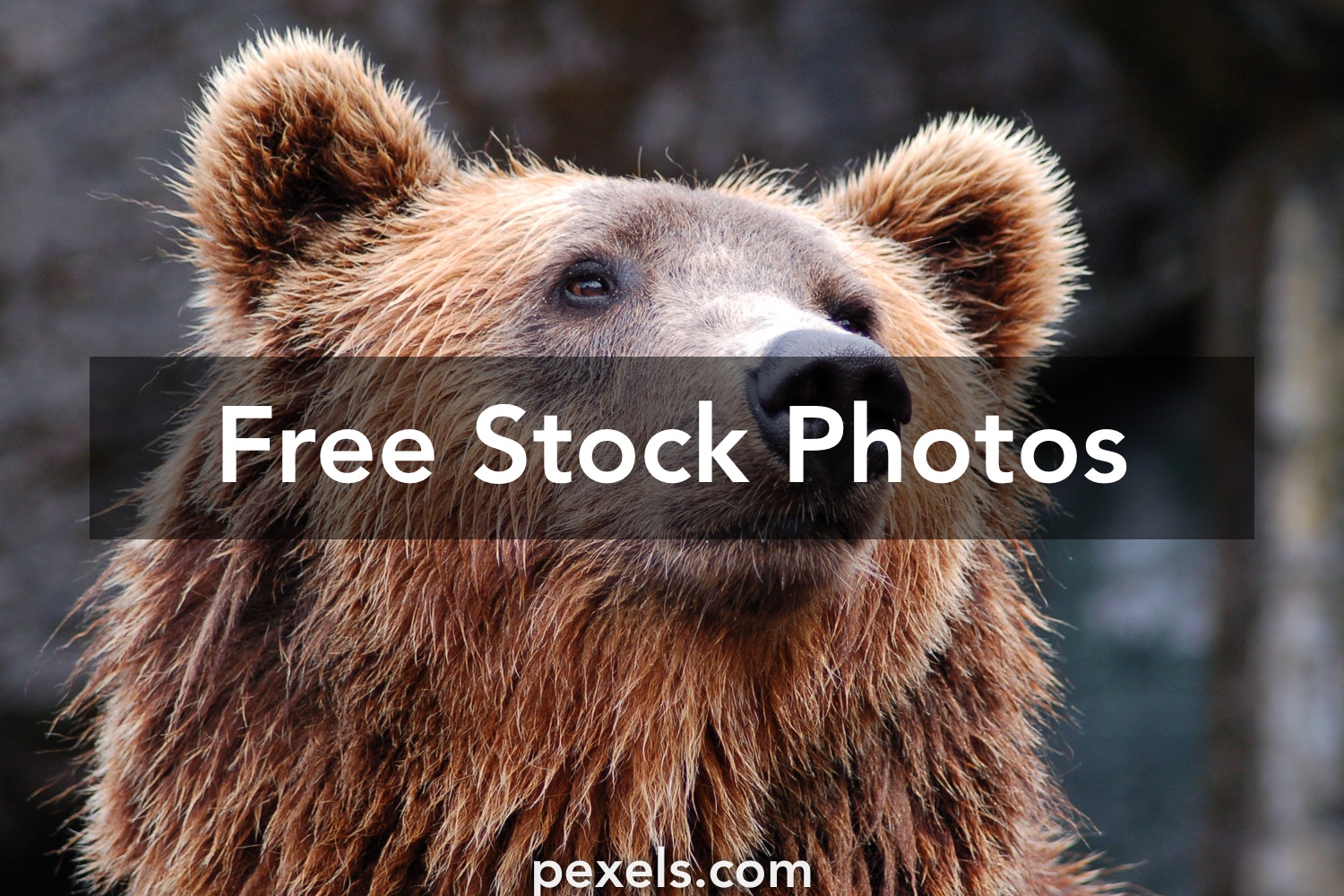 Detail Bear Photos Free Nomer 28