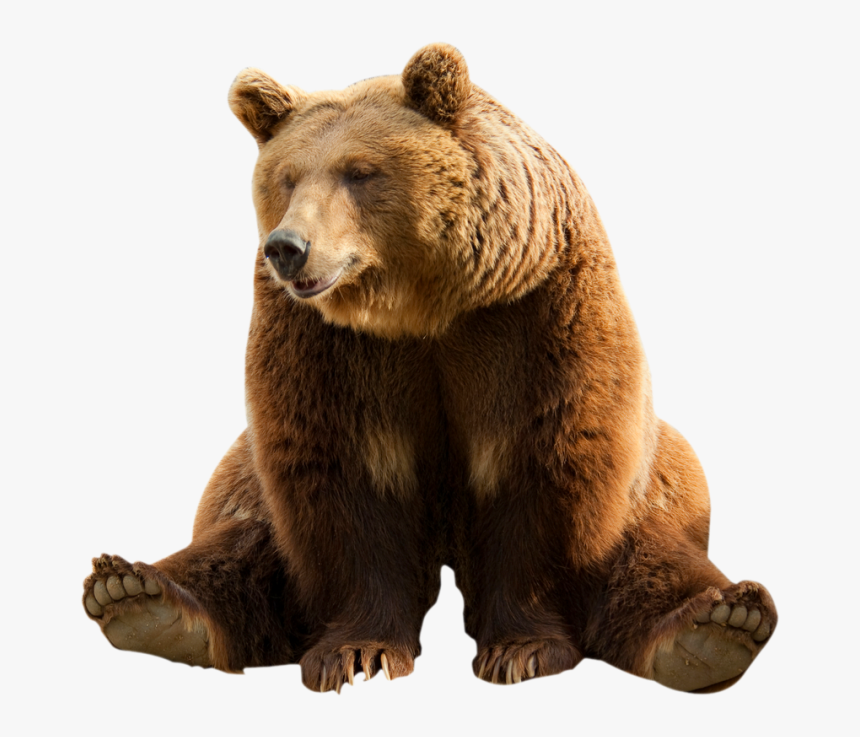 Detail Bear Transparent Nomer 2