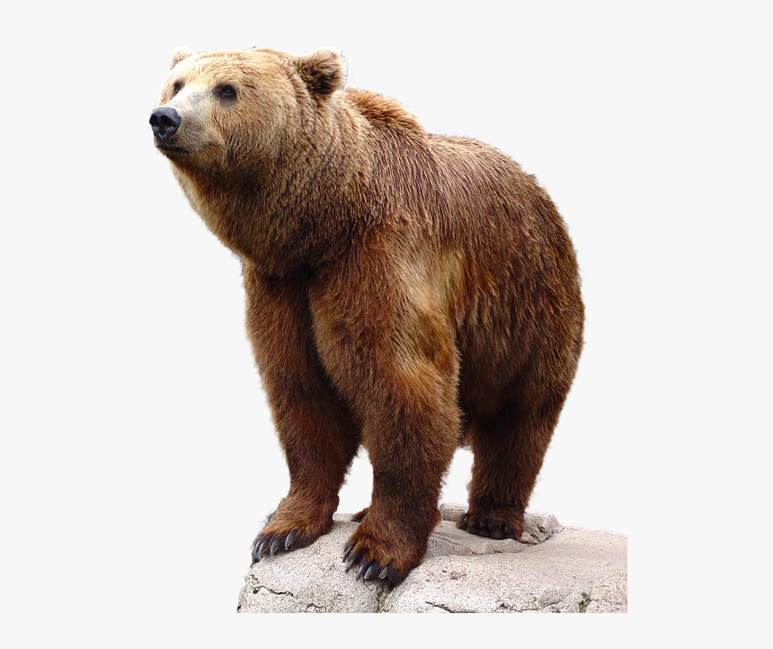 Detail Bear Transparent Nomer 11