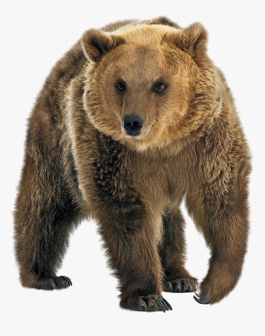 Detail Bear Transparent Nomer 12