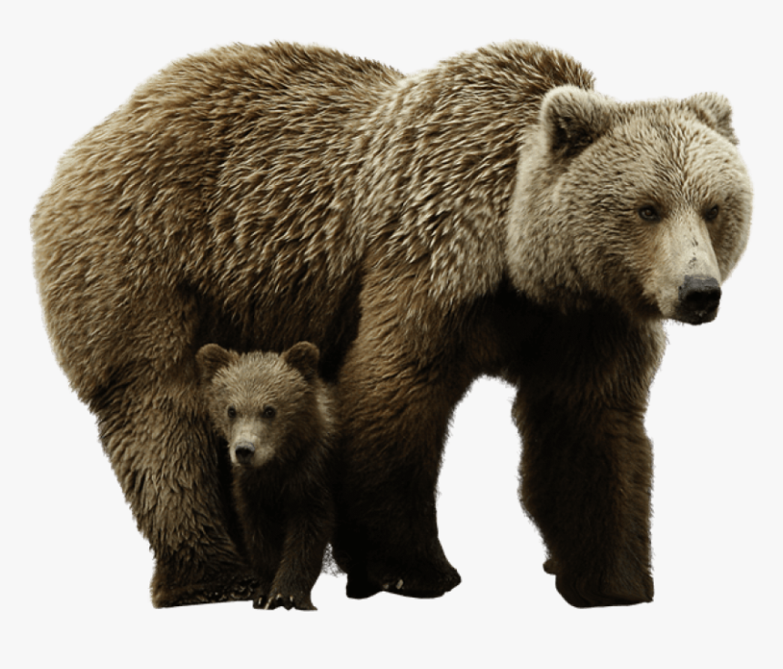 Detail Bear Transparent Nomer 13