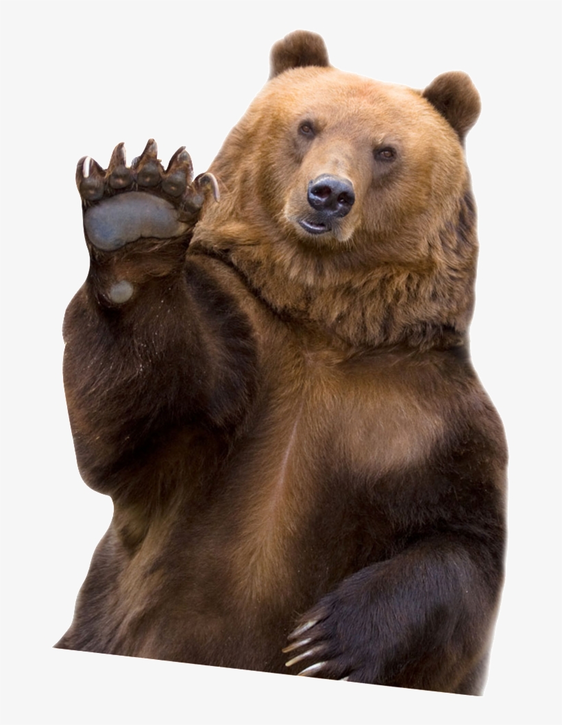 Detail Bear Transparent Nomer 18