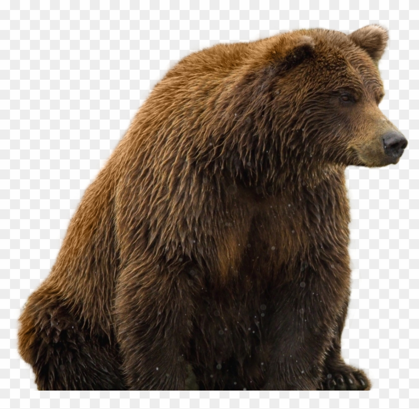 Detail Bear Transparent Nomer 3