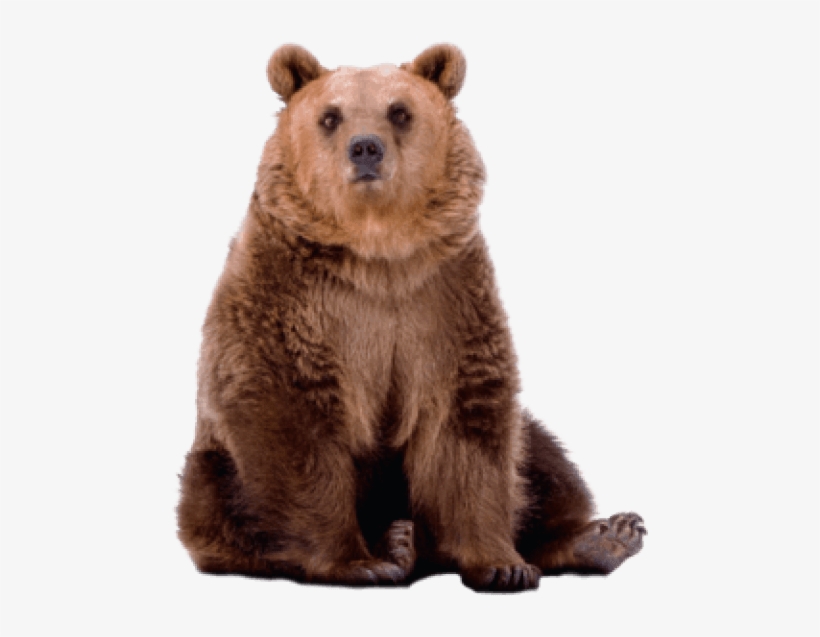 Detail Bear Transparent Nomer 20