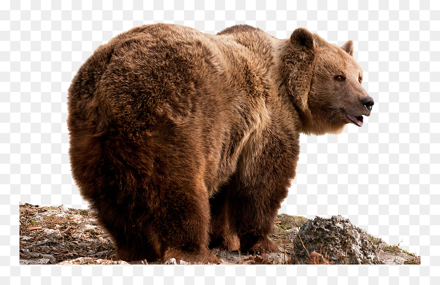 Detail Bear Transparent Nomer 21