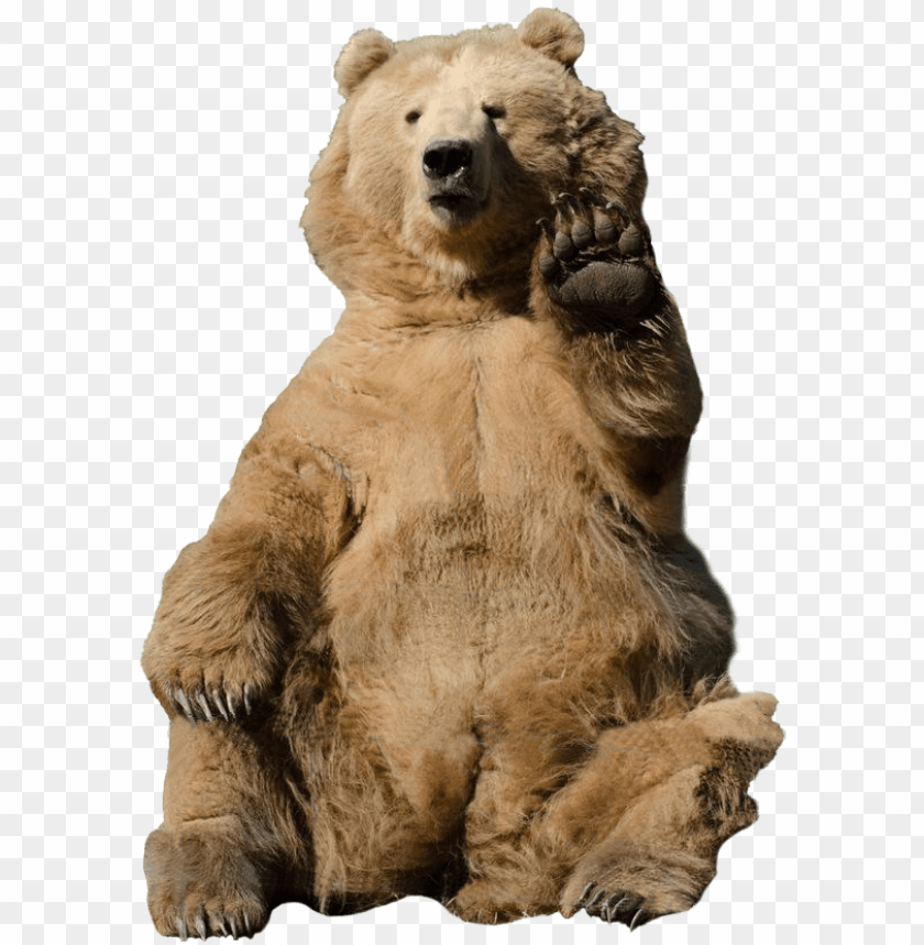 Detail Bear Transparent Nomer 22