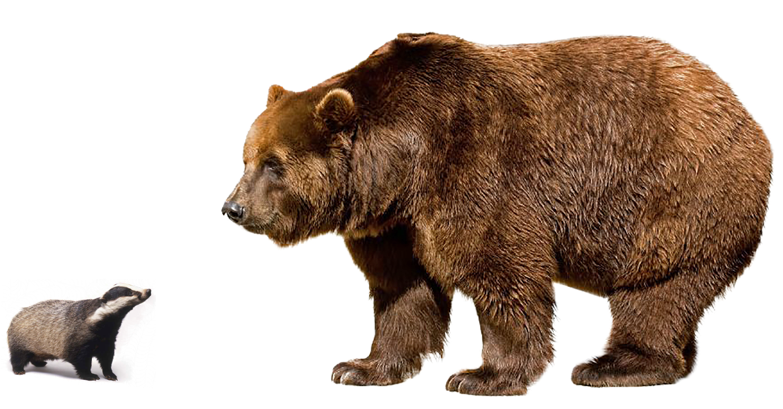 Detail Bear Transparent Nomer 24