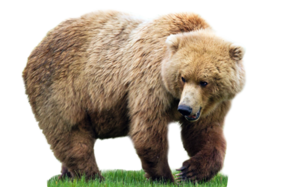 Detail Bear Transparent Nomer 26