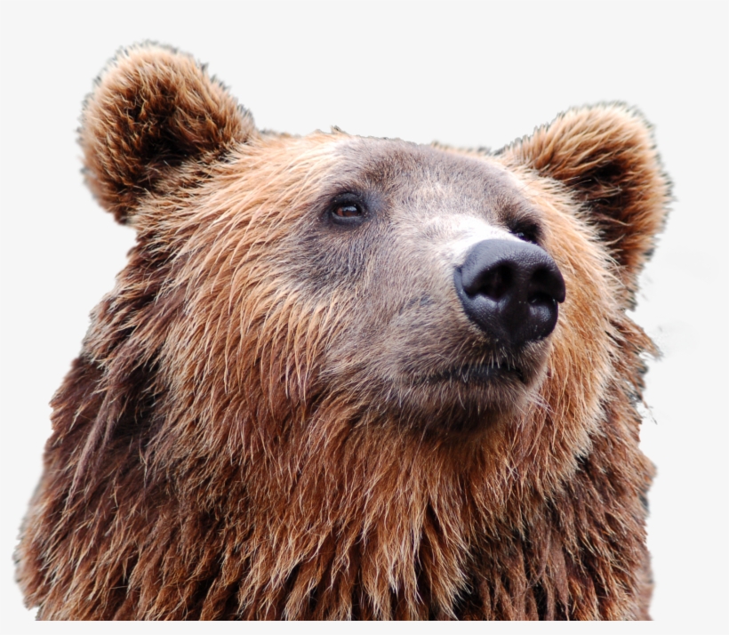 Detail Bear Transparent Nomer 29