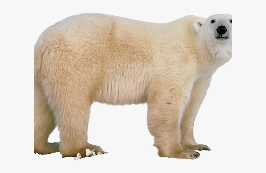 Detail Bear Transparent Nomer 35