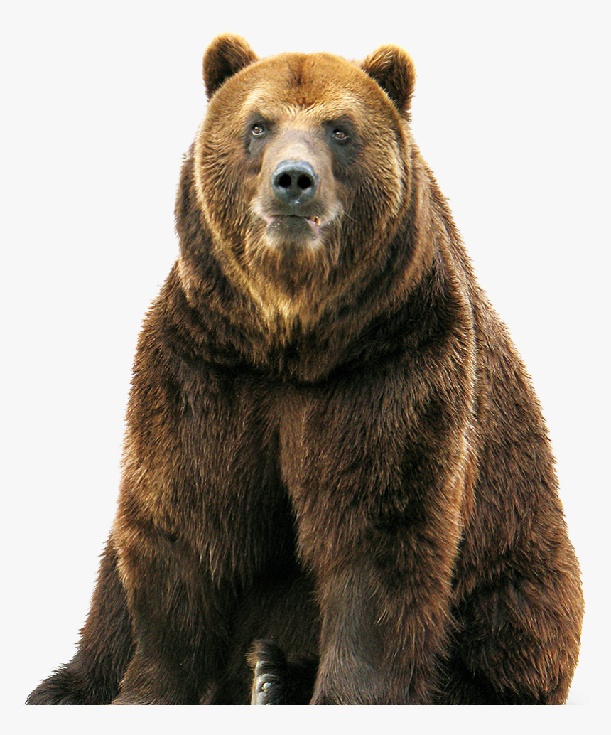 Detail Bear Transparent Nomer 5