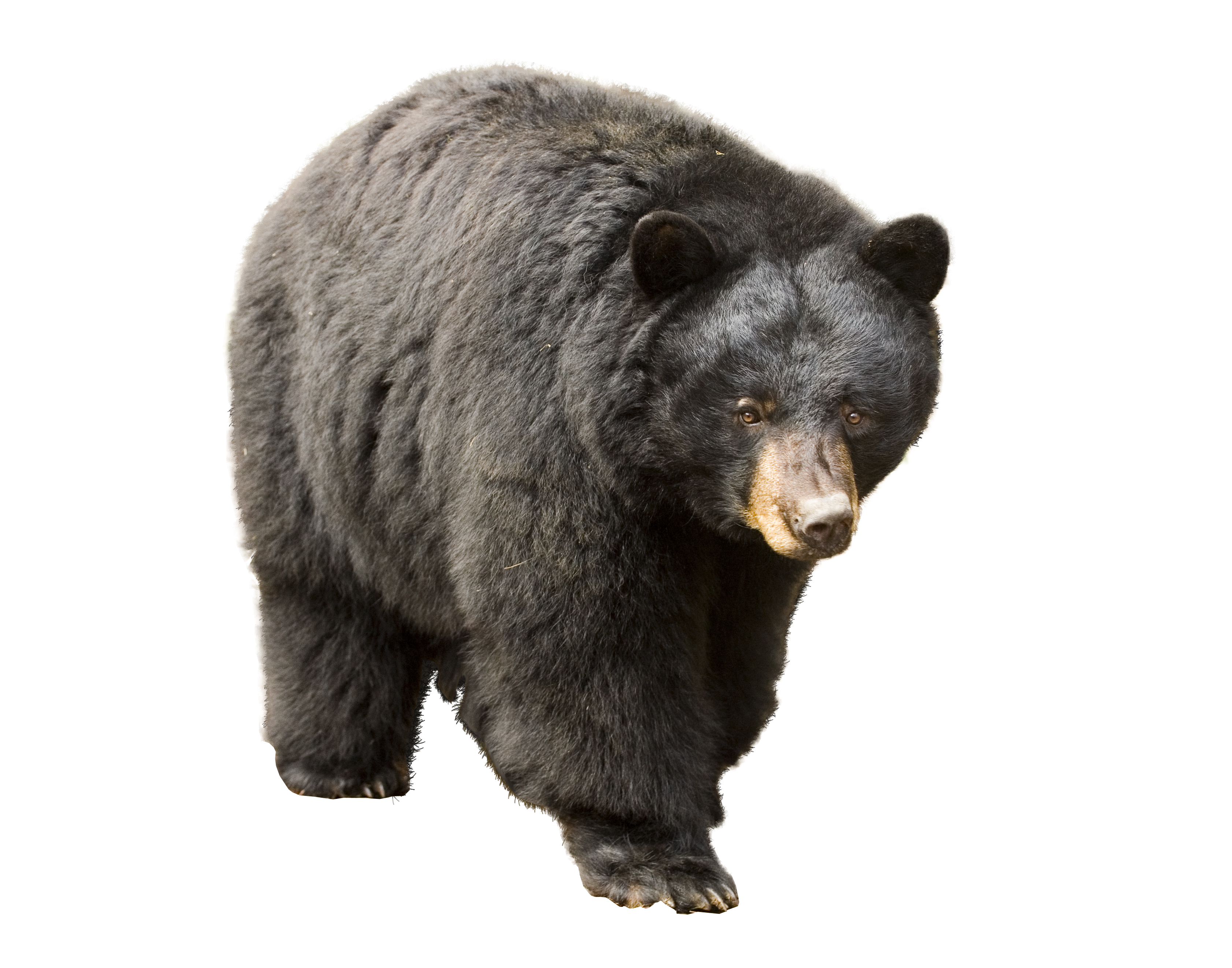 Detail Bear Transparent Nomer 37