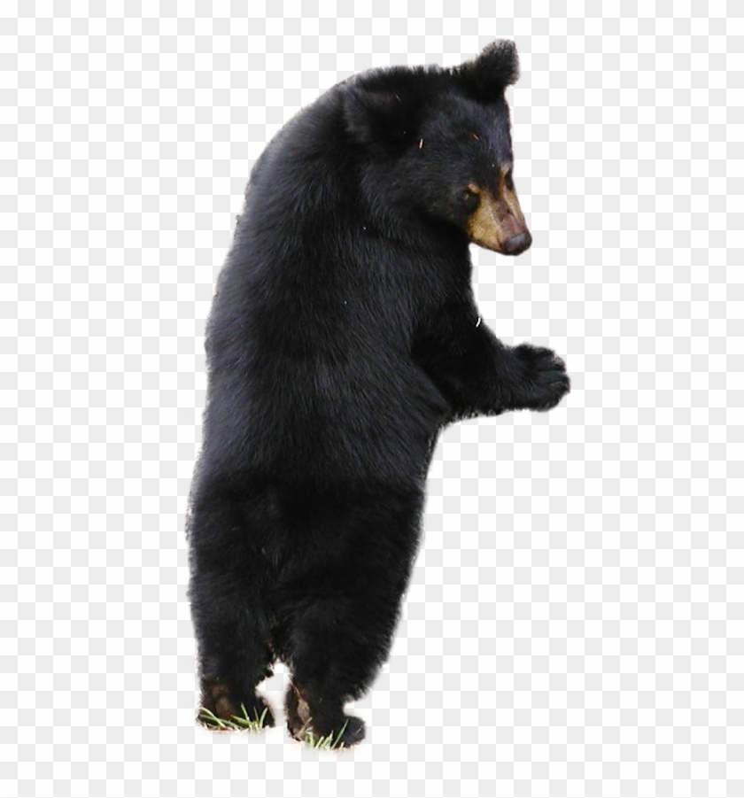 Detail Bear Transparent Nomer 44