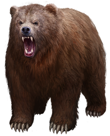 Detail Bear Transparent Nomer 50