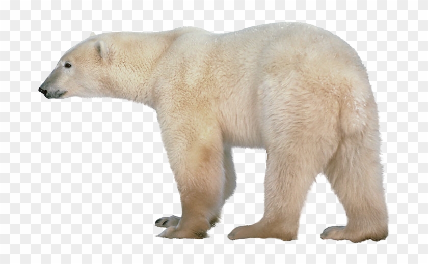 Detail Bear Transparent Nomer 51