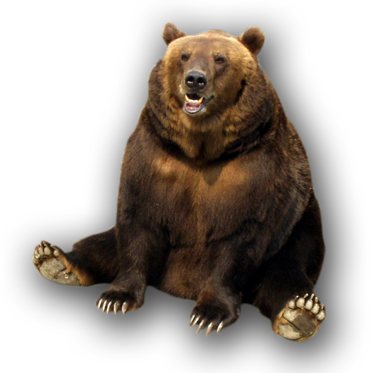Detail Bear Transparent Nomer 52
