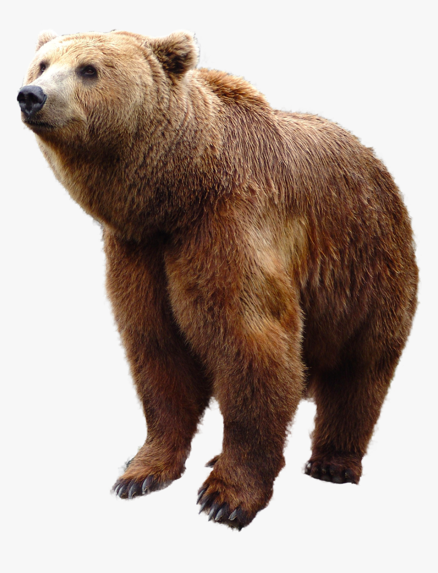Detail Bear Transparent Nomer 6