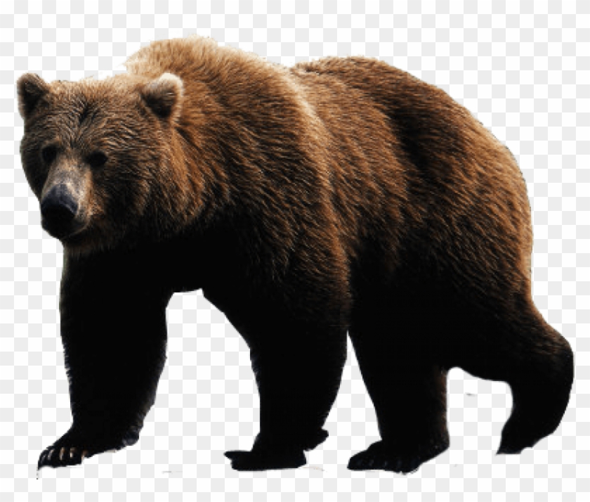 Detail Bear Transparent Nomer 7