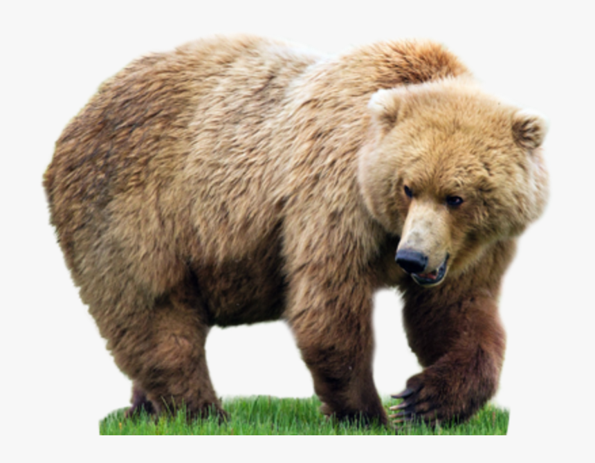 Detail Bear Transparent Background Nomer 23