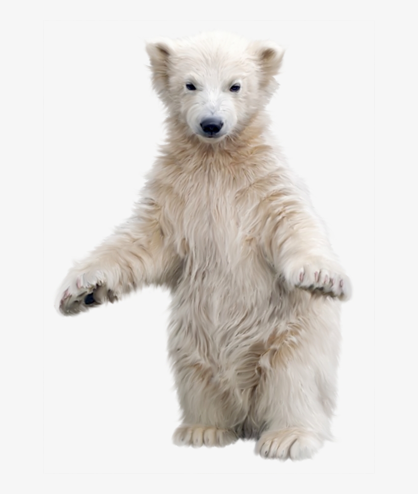 Detail Bear Transparent Background Nomer 27