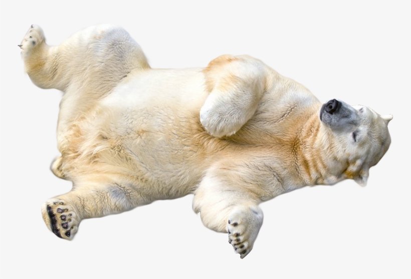 Detail Bear Transparent Background Nomer 33