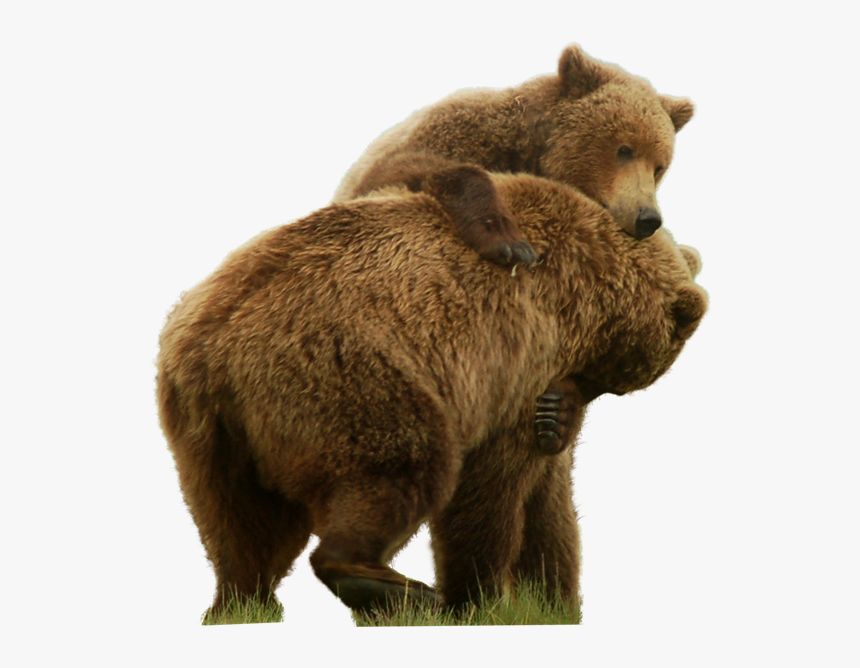 Detail Bear Transparent Background Nomer 36