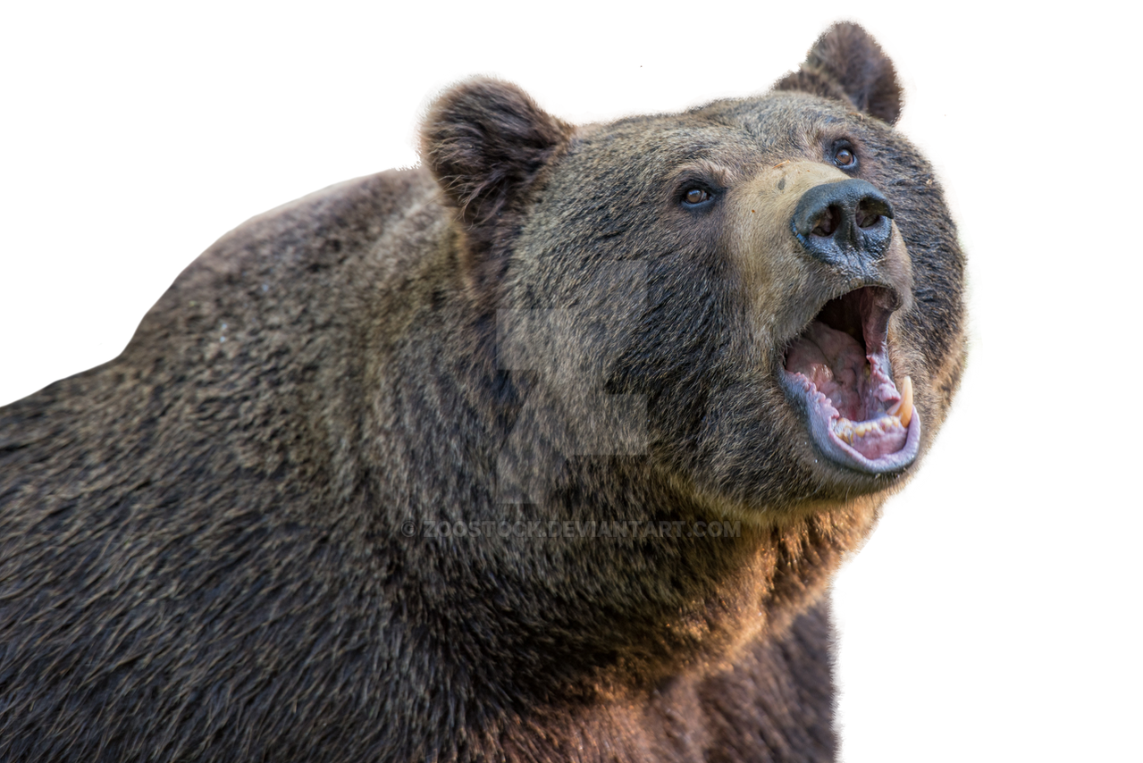 Detail Bear Transparent Background Nomer 37