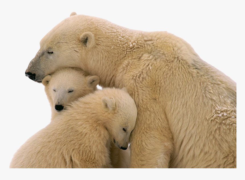 Detail Bear Transparent Background Nomer 38