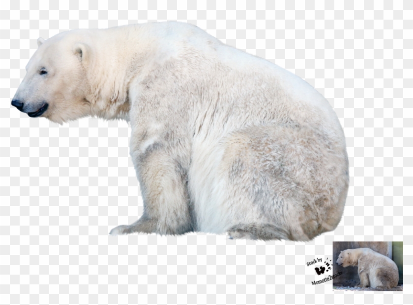 Detail Bear Transparent Background Nomer 44