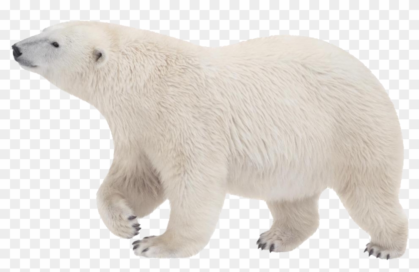 Detail Bear Transparent Background Nomer 49
