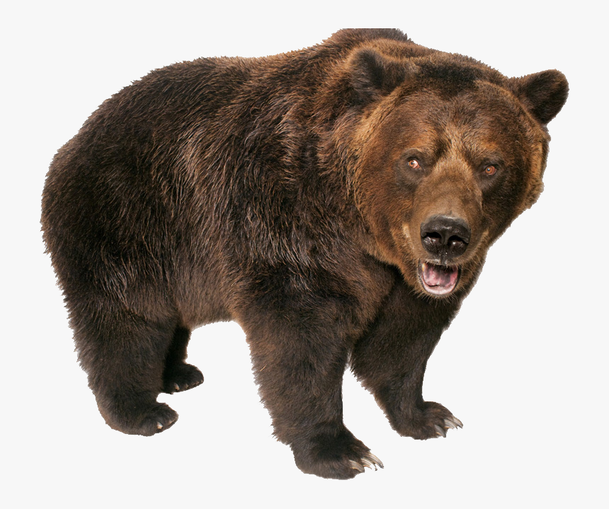 Detail Bear Transparent Background Nomer 6